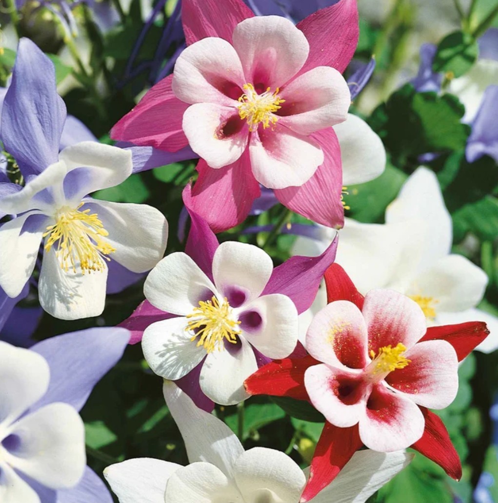 150+ McKana Columbine Mix Seeds **Fresh Seeds** ~~Free Shipping~~