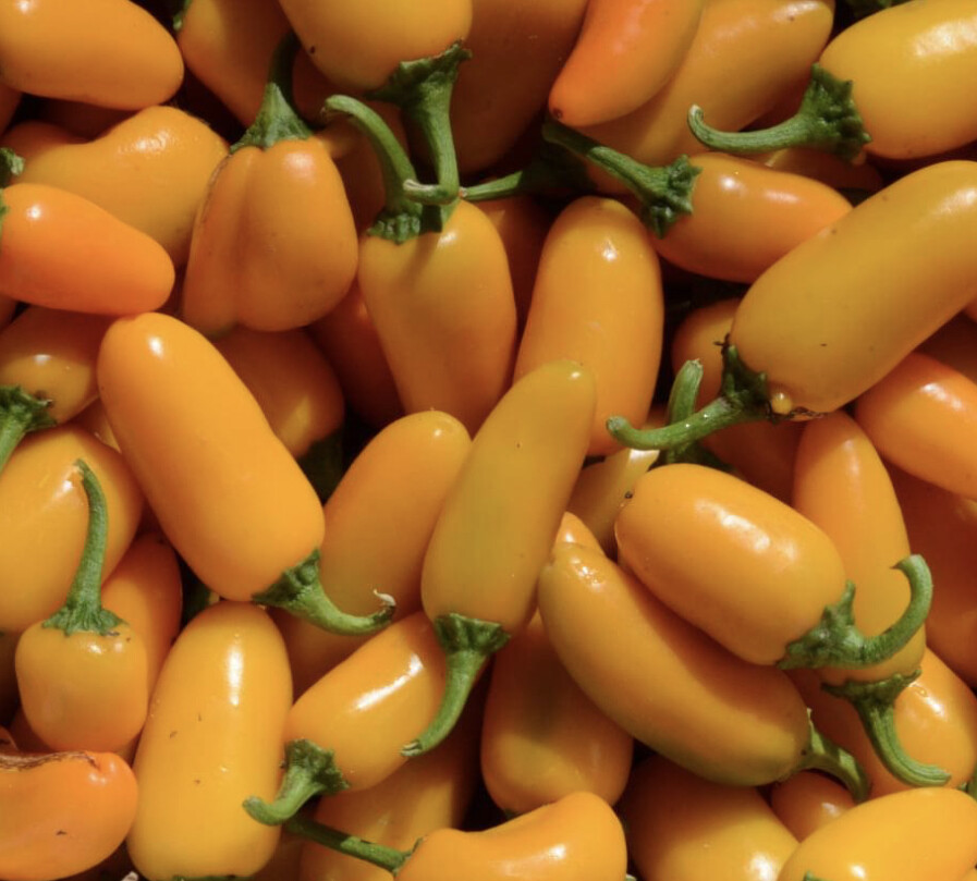 Pumpkin Spice Jalapeno Pepper Seeds | Hot | Organic | Rare | Spicy | Numex