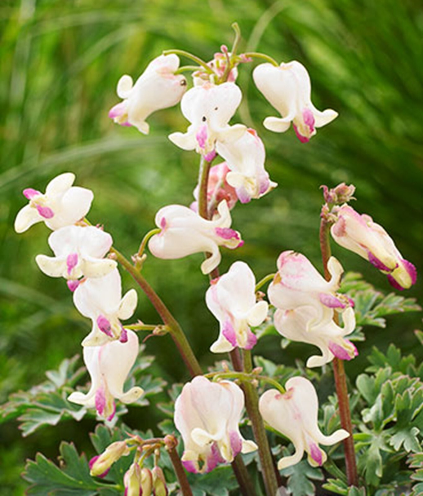 25 Love Hearts Bleeding Heart Seeds Dicentra Spectabilis Flowers Seed Flower