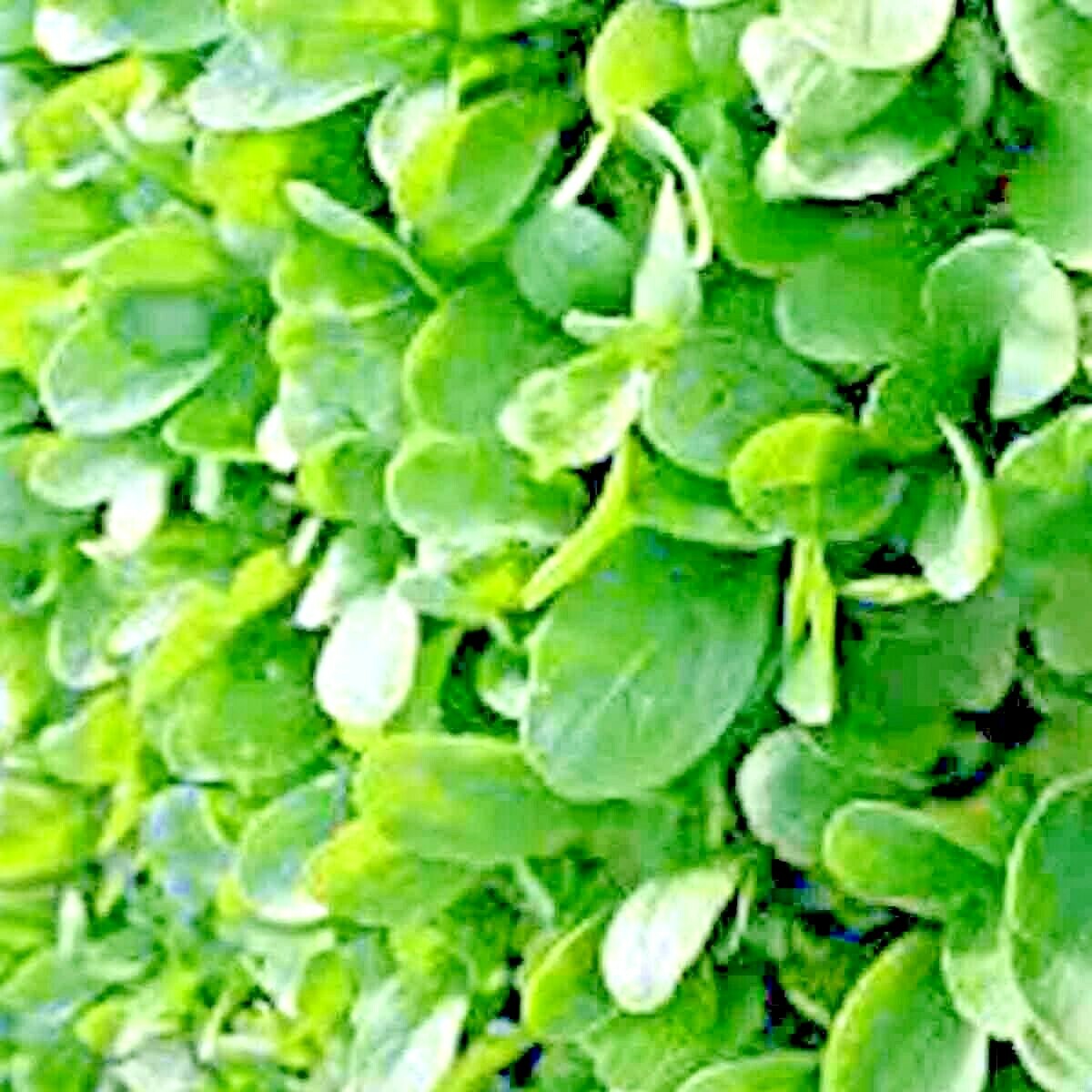 2000+ ARUGULA SEEDS FALL VEGETABLE GARDEN SALAD GREENS HERBS MICROGREENS NON-GMO