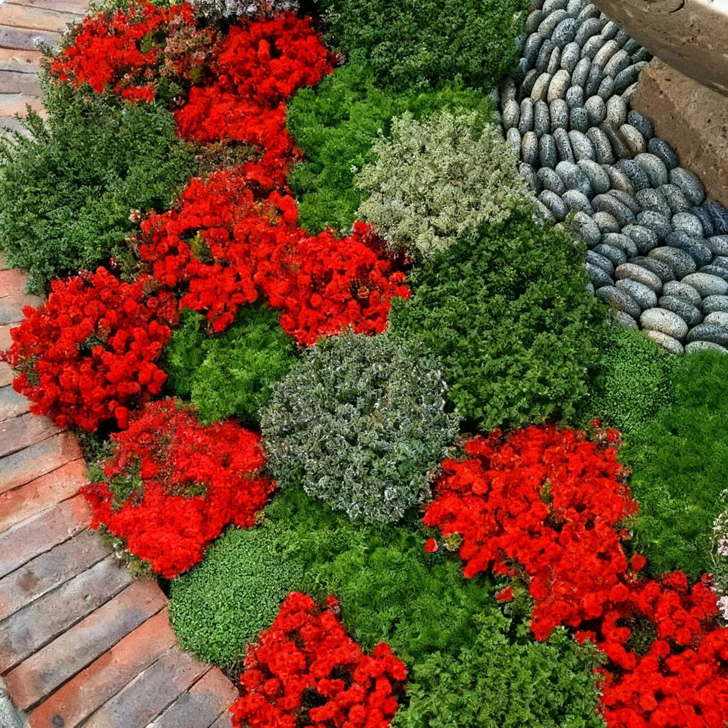 Red Creeping Thyme Flower Seeds for Planting, 20010+pcs Perennial Creeping Wi…