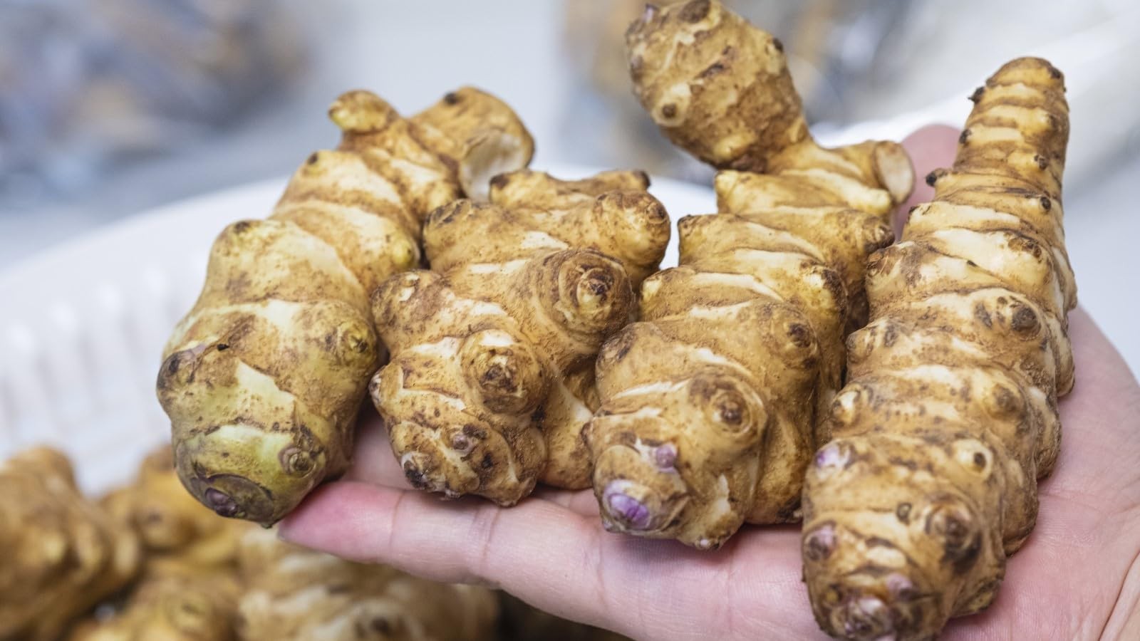 Jerusalem Artichokes set 5 Tuber Pack Raw Sunchokes food Brown
