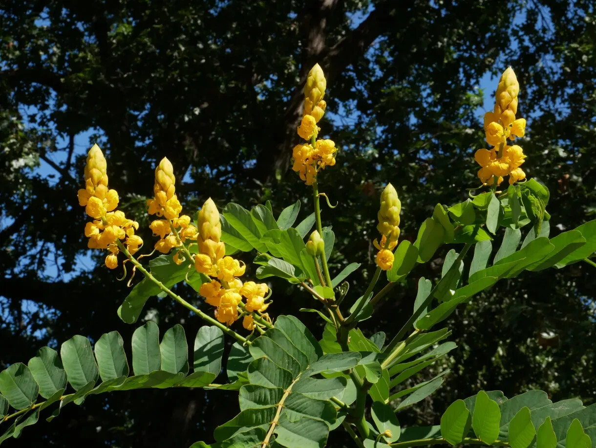 Candlestick Cassia Senna Alata Flowering Plant 100+ Seeds Packet Free Shipping!