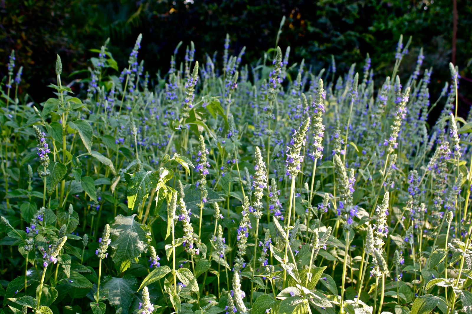 Chia Seeds |For Planting Salvia Hispanica Black Eating Purple Flowers Herb Seeds
