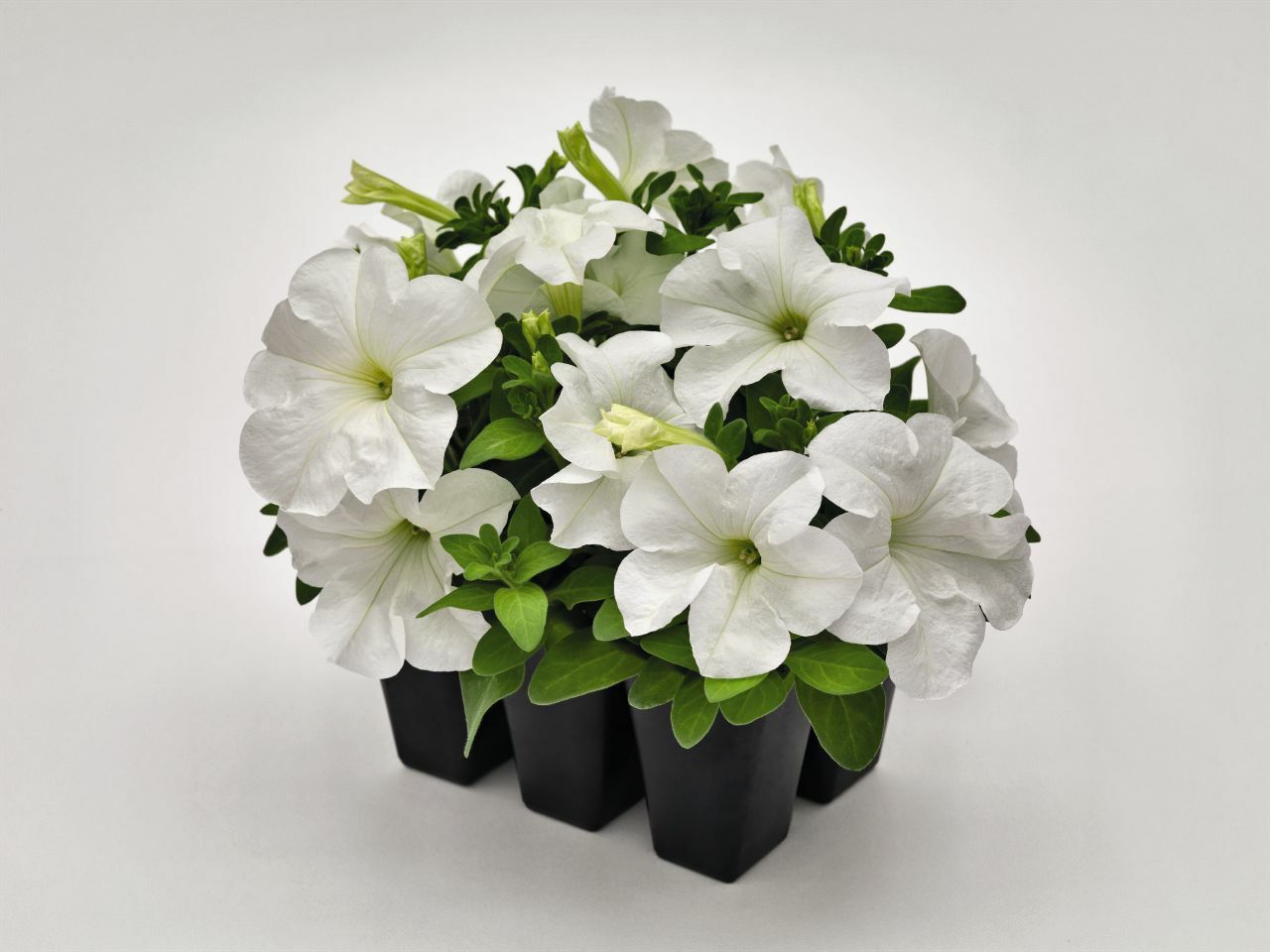 Petunia Success 360 White 50 Pelleted Petunia Seeds