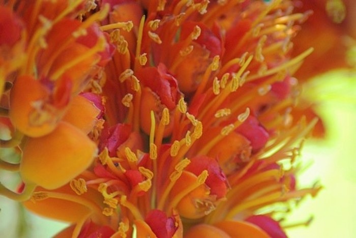 Colvillea Racemosa Tree 8 Seeds, Rich Orange Colville’s Glory Madagascar
