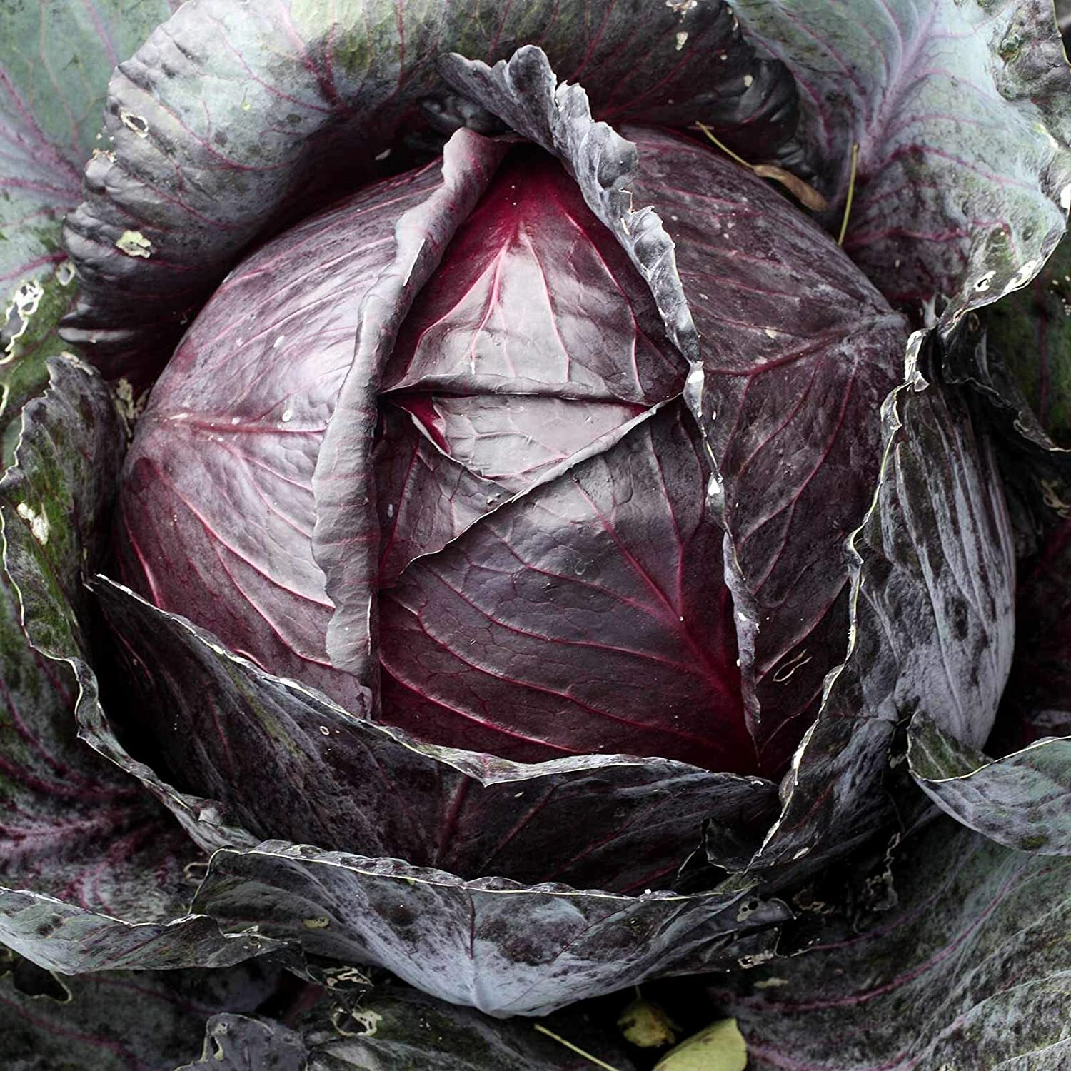 Red Acre Cabbage Seeds 500+ SEEDS NON-GMO –BUY 4 ITEMS FREE SHIPPING