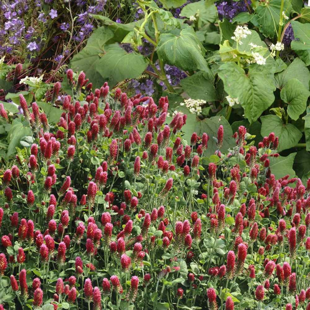 10 LBS – Inoculated Bulk Crimson Clover Seed For Planting Pastures, Cover