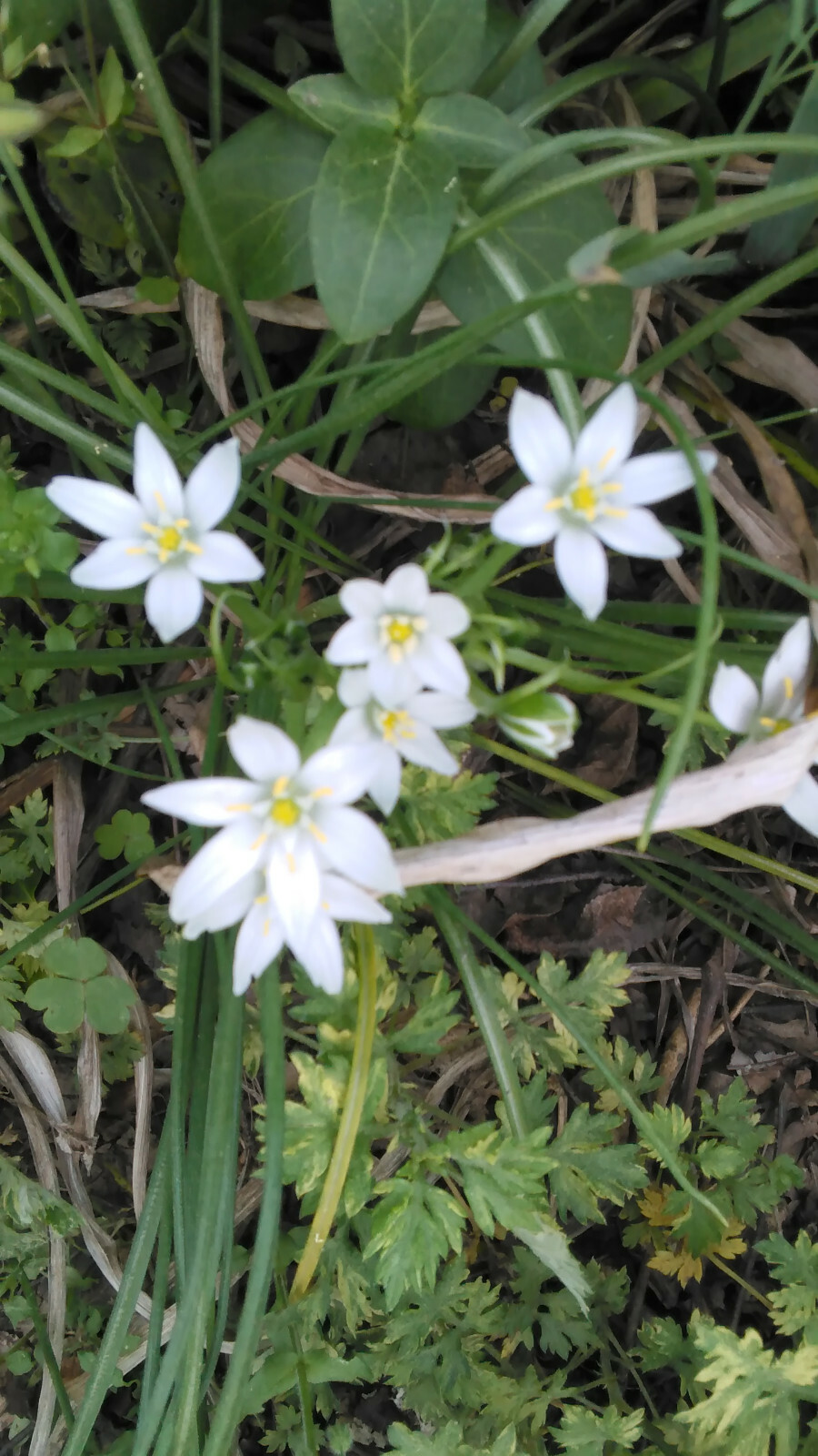 100 Star of Bethlehem (Ornithogalium umbellatum) Bulbs- Fresh & Ready To Plant