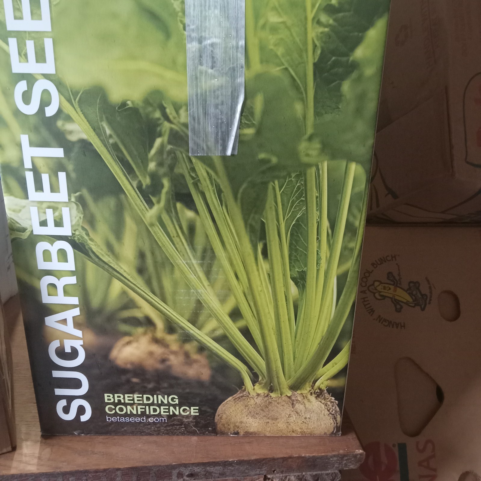 Roundup Ready Sugar Beet Seed Glyphosate Food Plot 2000 seeds Sugar Beets