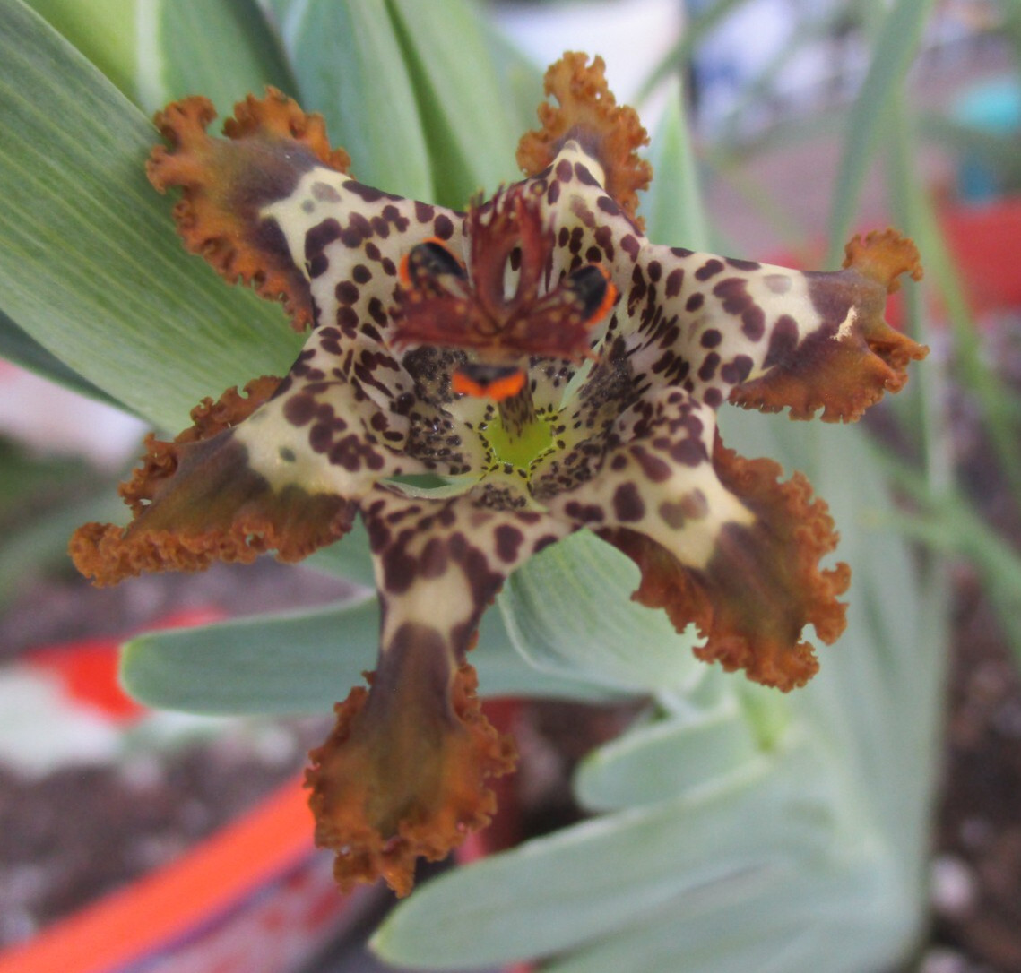 Ferraria crispa Frilly Spotted Flowers Org Brown 8 Mix size Corms