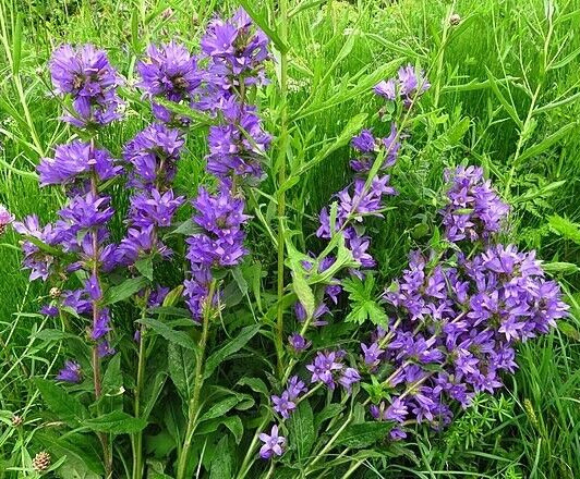 BLUE CLUSTERED BELLFLOWER, 200 SEEDS, CAMPANULA GLOMERATA ‘SUPERBA’ EASY TO GROW