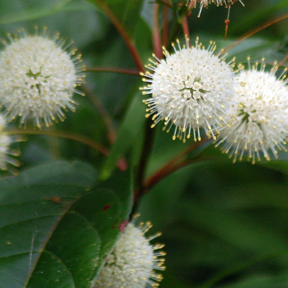 BUTTON BUSH Cephalanthus Occidentalis – 10+ SEEDS. NO-DS