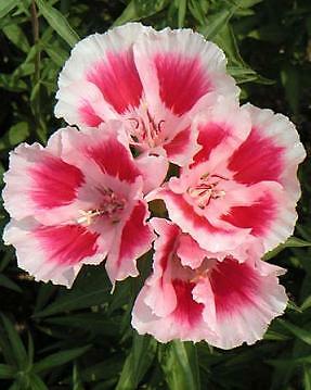 Clarkia Farewell to Spring 2,000 seeds