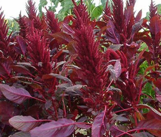 AMARANTHUS RED SPIKE Amaranthus Cruentus – 100 Seeds