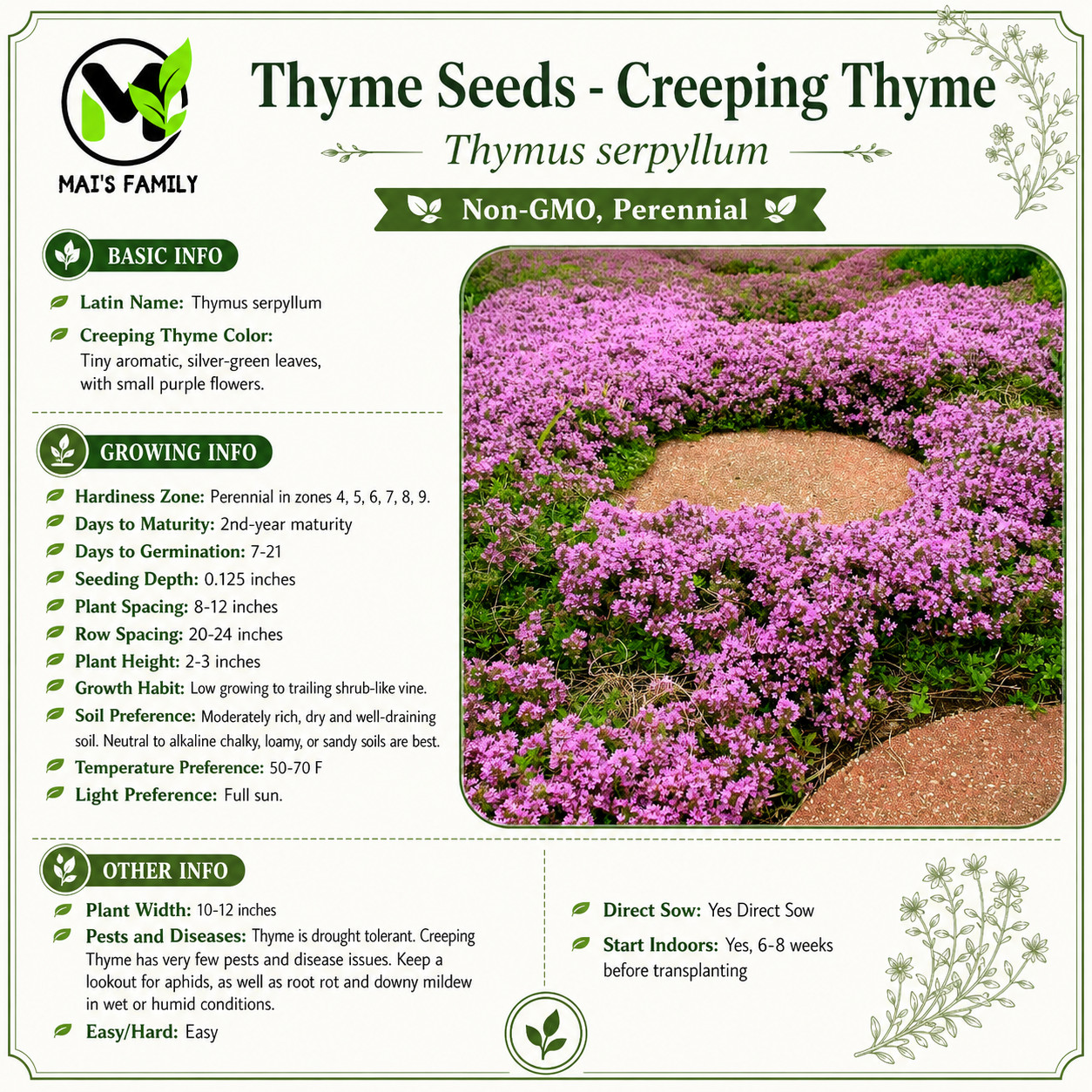 Creeping Thyme Seeds (Thymus serpyllum) , Ground Cover by Mai’s Family