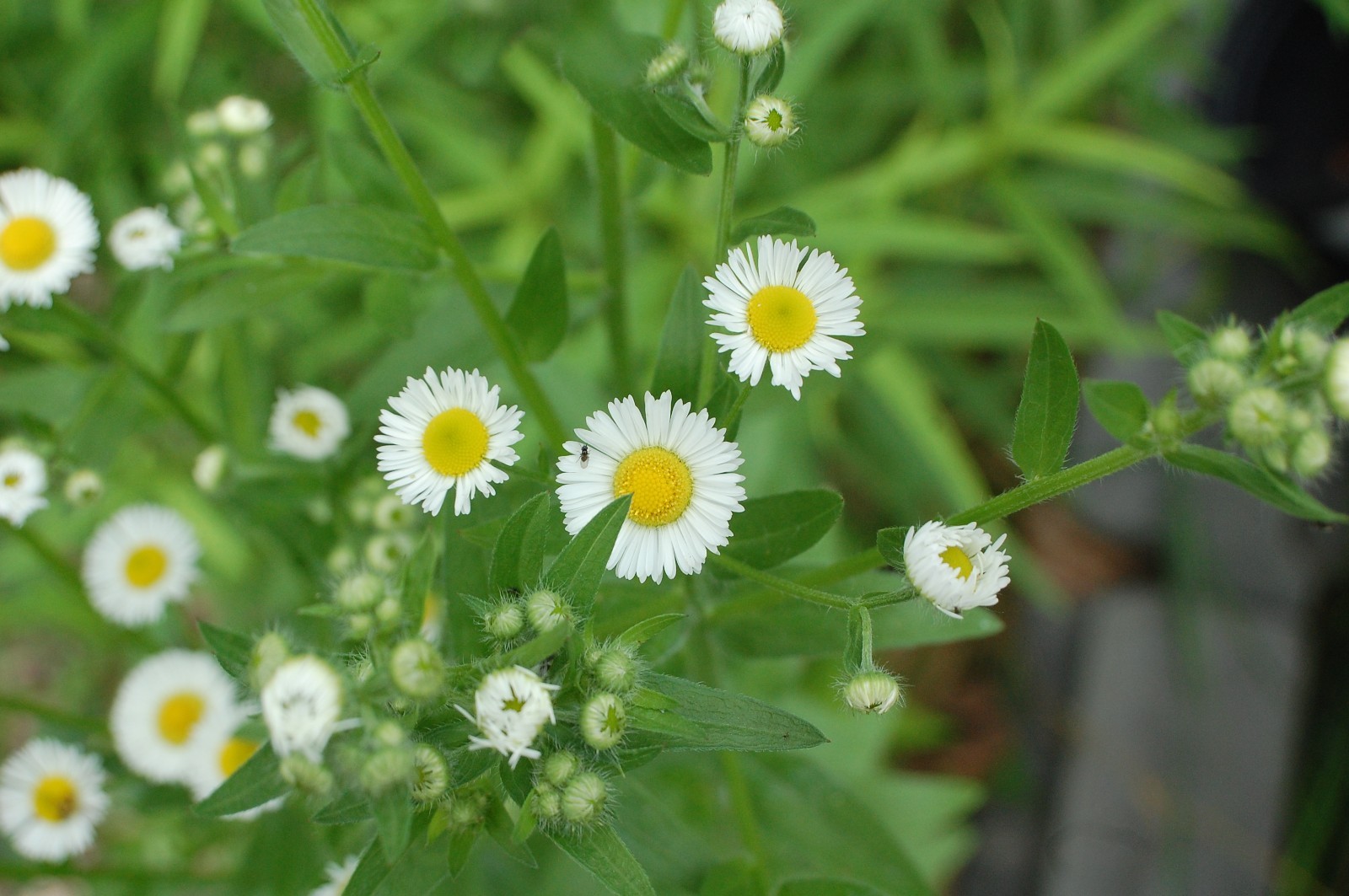 1/4 TSP + ANNUAL FLEABANE DAISY SEEDS/Erigeron annuus/NATIVE US