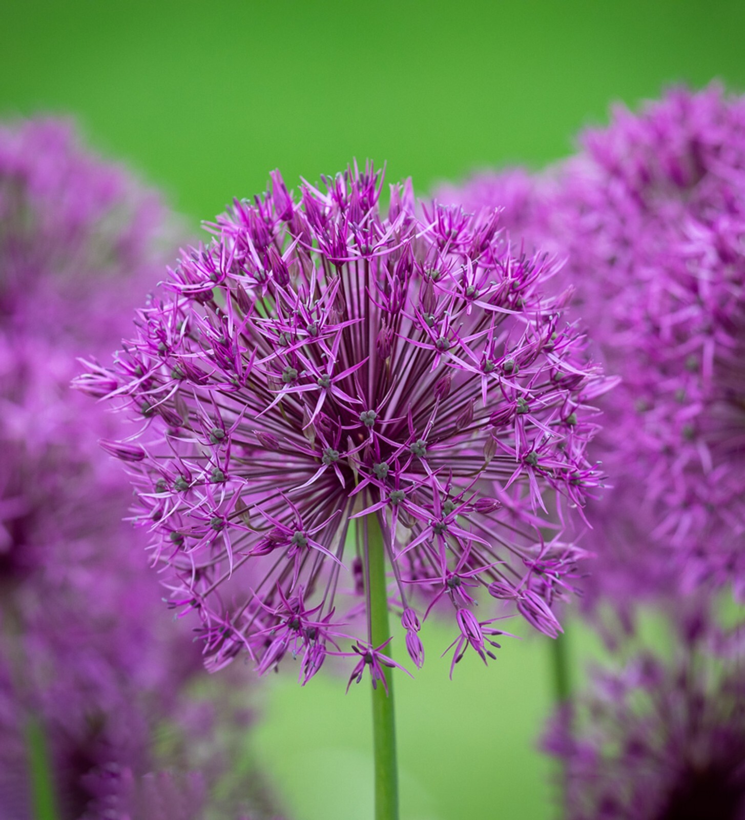 ALLIUM JESDIANUM Seeds *FREE Shipping!* Ornamental Onion Organic Vegetable Seeds