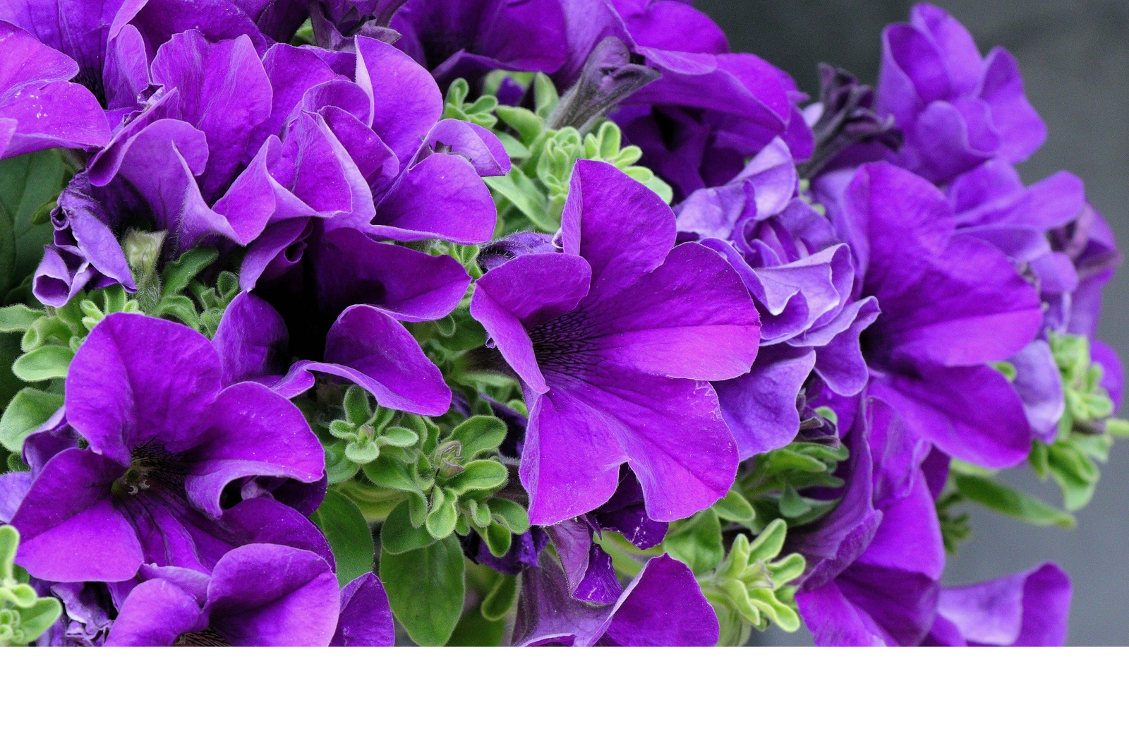 250 MIXED COLORS PETUNIA Red Pink White Purple ++ Flower Seeds *Flat S/H