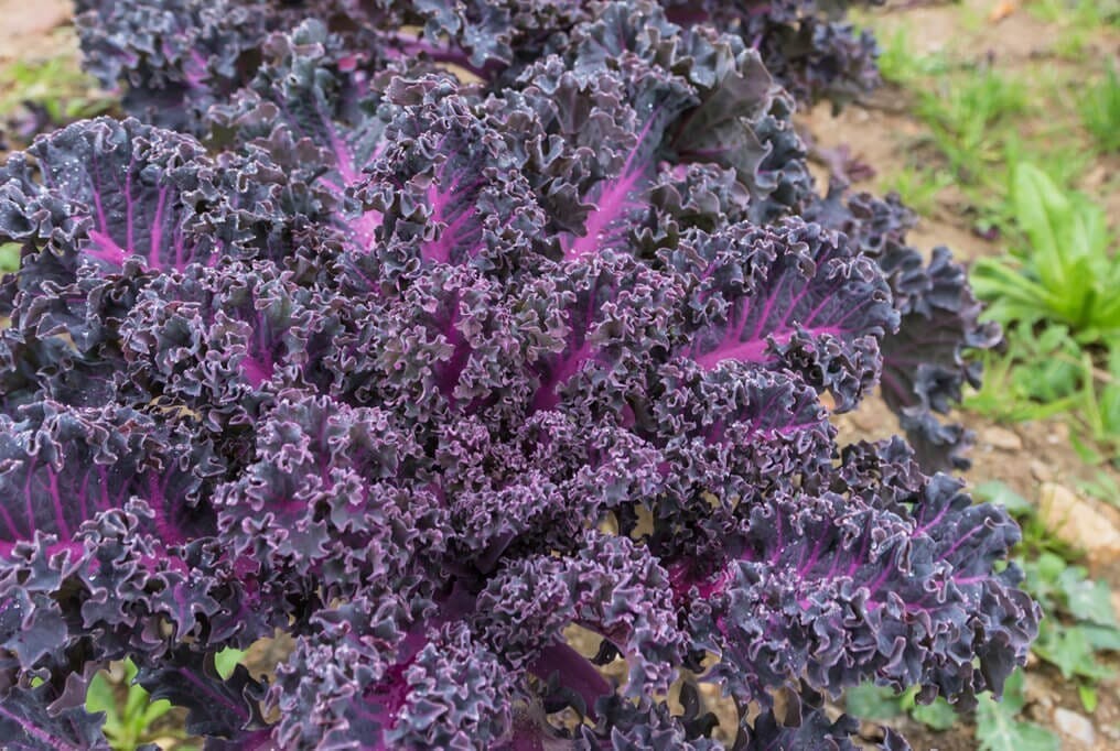 Kale Blend/ 200 Seeds/ / Laconato/ Scarlet Kale/ Red Russian/ Dwarf Siberian