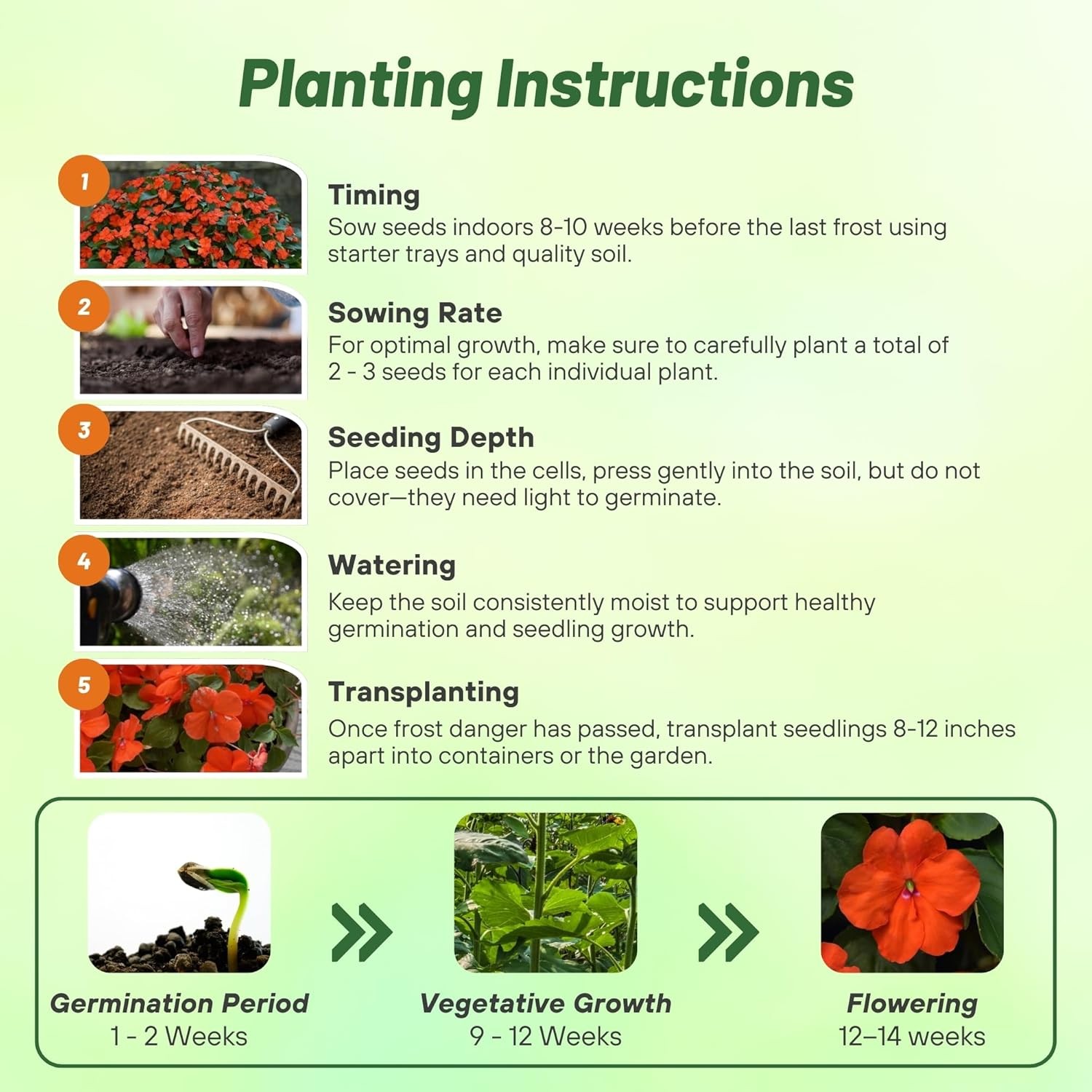 75 Seeds Orange Impatiens Beacon Garden Flower Seeds