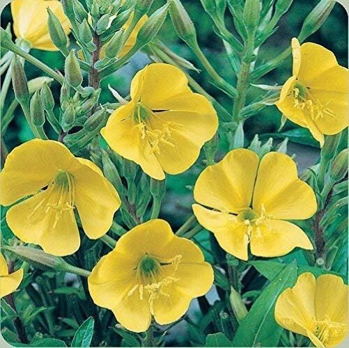 2000+Yellow Common Evening Primrose Seeds Night Willow-herb Medicinal Herb USA