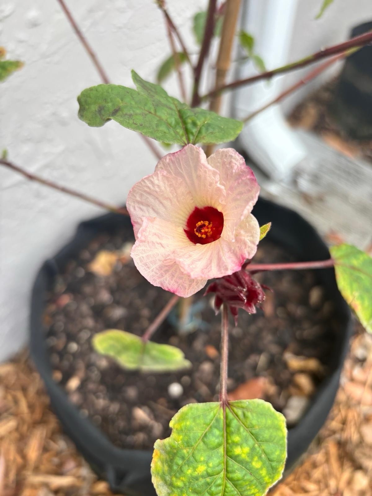 Roselle Hibiscus Seeds Red Sorrell Florida Cranberry Jamaican Tea – 15 Seeds