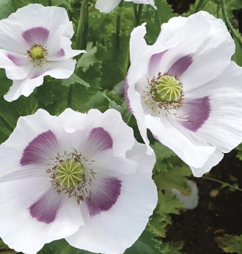 20,000+ Untreated, Organic Tasmanian Papever Somniferum Poppy Seeds for Planting