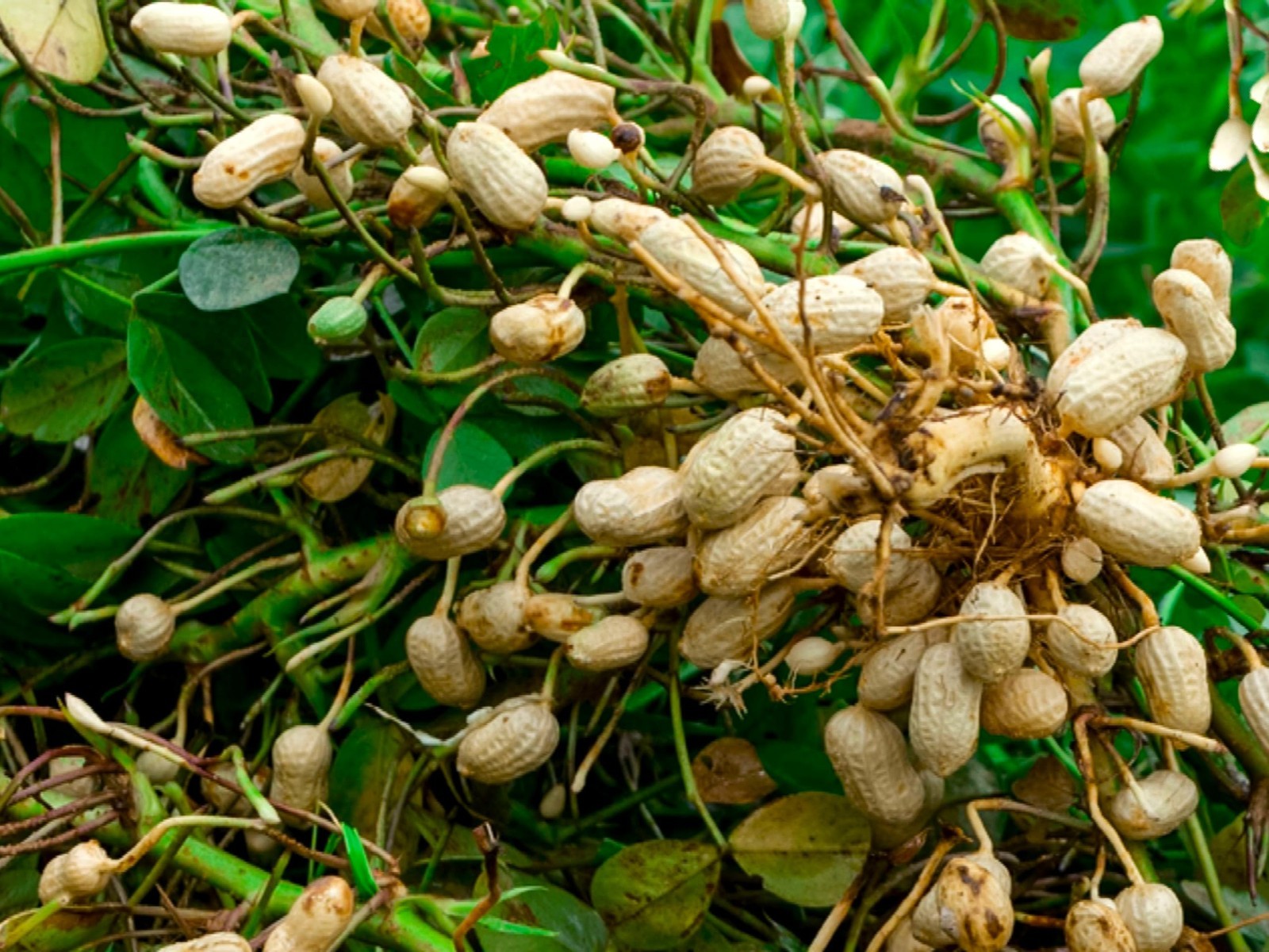 Spanish Peanut Seeds – 10 Pack for Growing Annual Warm-Season Plants, High Yield