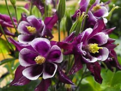 100 DWARF COLUMBINE Aquilegia Mixed Colors Flower Seeds *Flat S/H