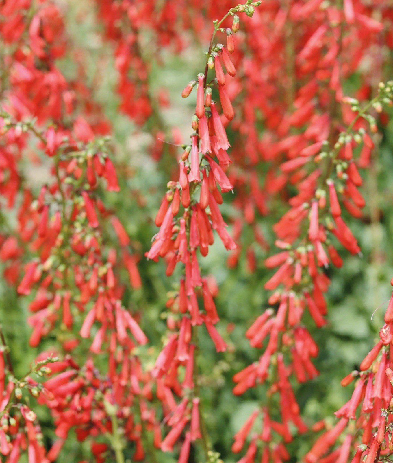 300 EATON’S PENSTEMON SEEDS (Penstemon eatonii)Hummingbird Perennial USA Seller