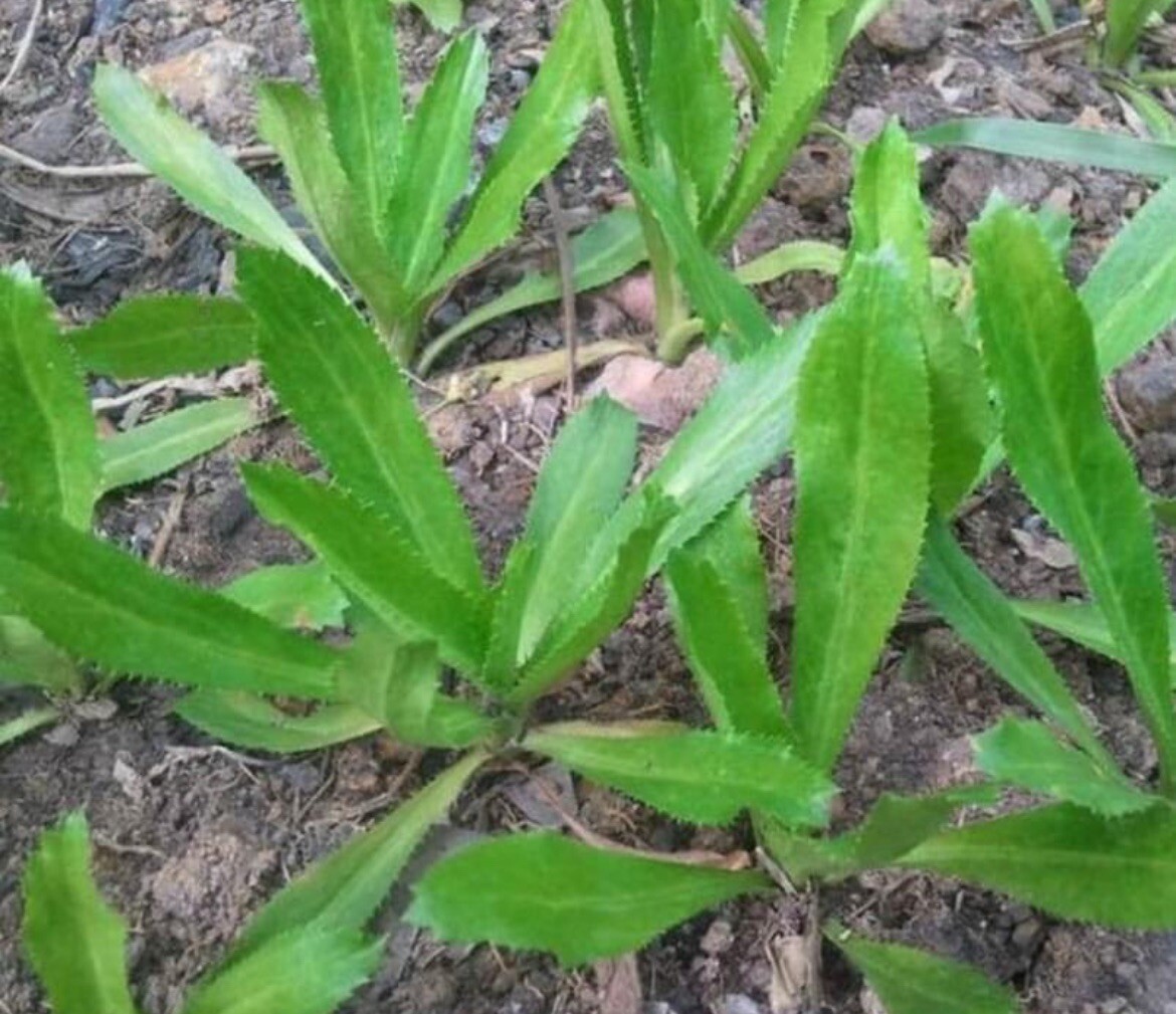 200+ SEEDS CULANTRO MEXICAN CORIANDER DE ALCAPATE CILANTRO ANCHO CULANTRO RECAO