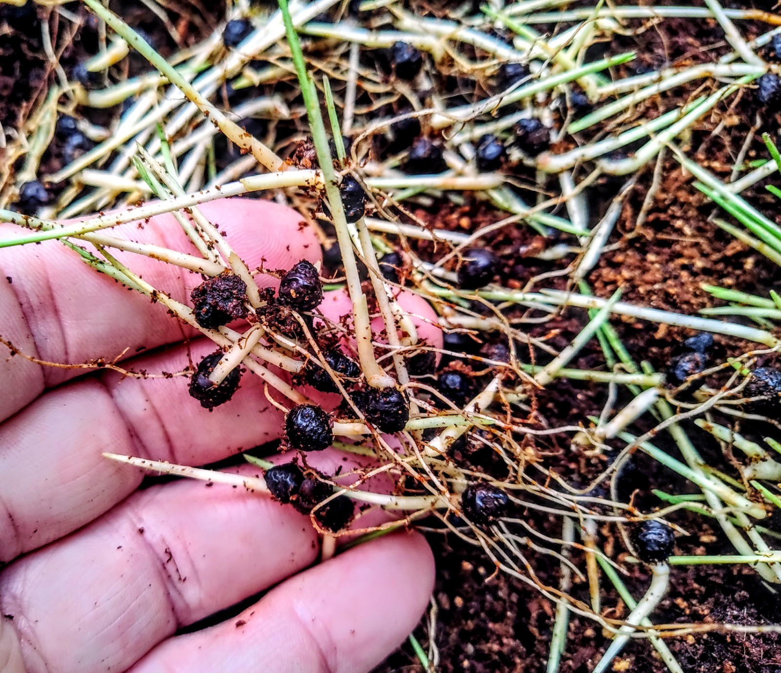 8-RED SEALING WAX PALM SEEDLINGS (Cyrtostachys renda)