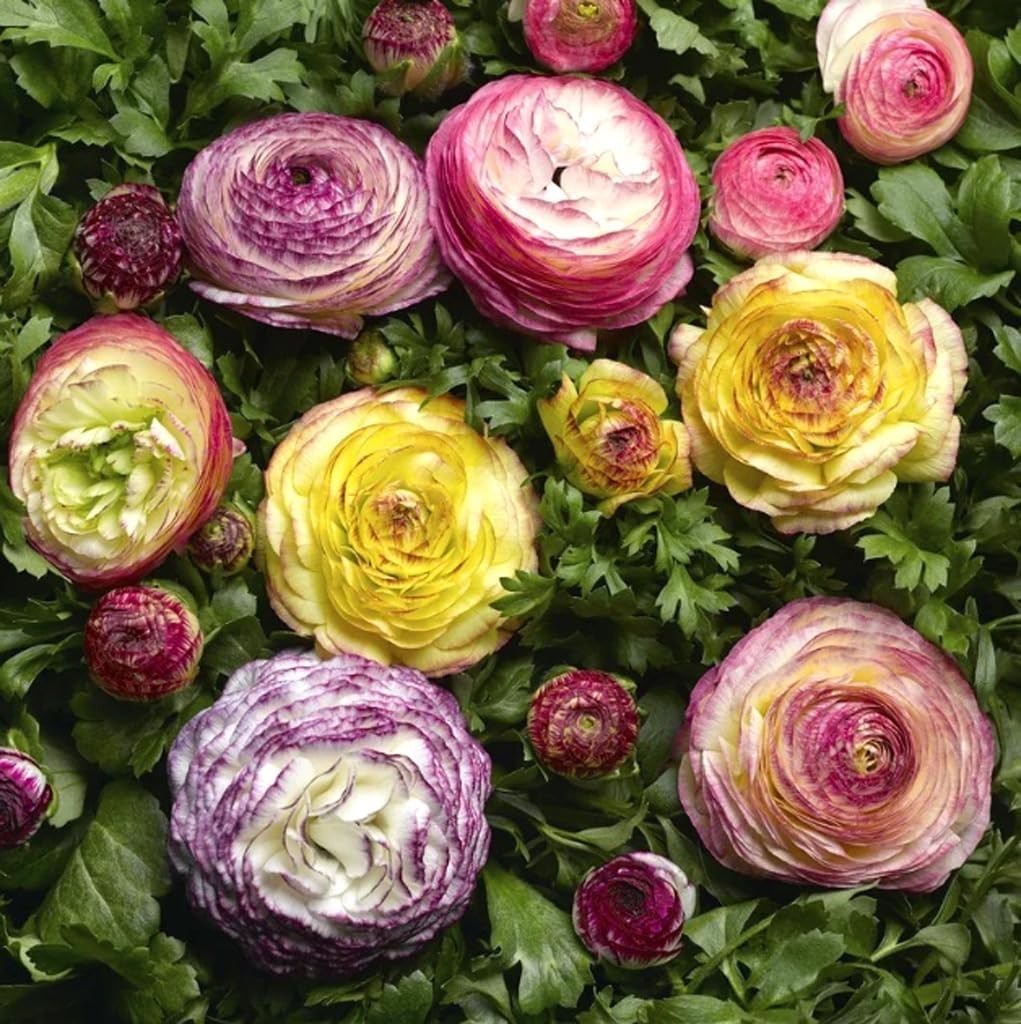 Heirloom Quality 10PCS Ranunculus Bulbs | Shade Resistant Double Buttercups