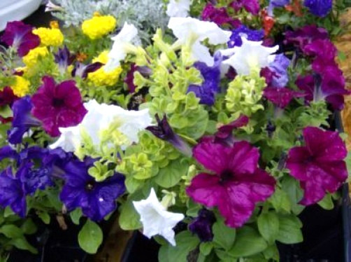 250 MIXED COLORS PETUNIA Red Pink White Purple ++ Flower Seeds *Flat S/H
