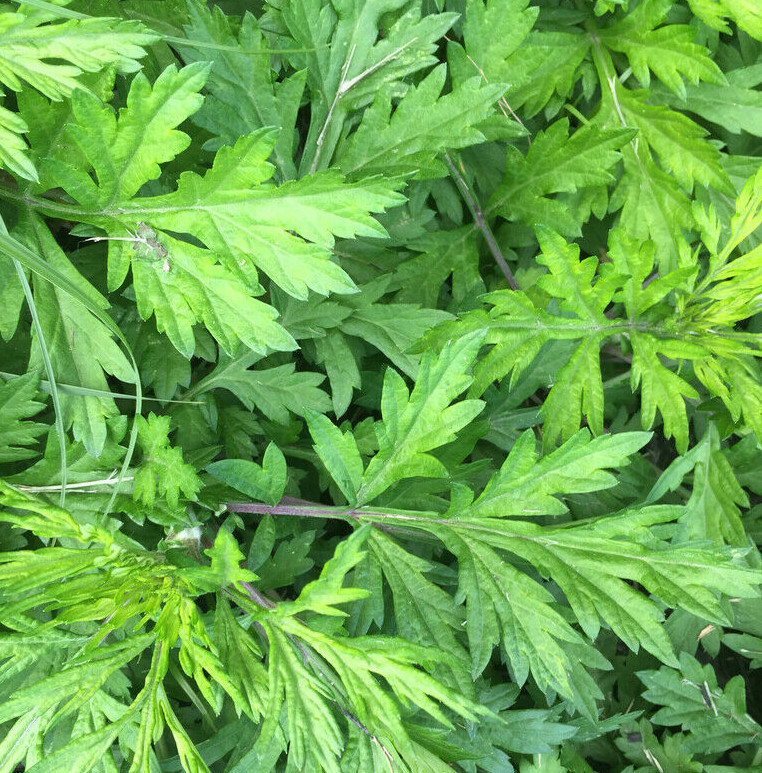Yomogi Mugwort Seeds (Ssuk, Suuk) | Artemisia princeps Korean Japanese Wormwood
