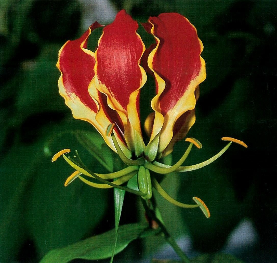 Gloriosa superba | Flame Lily | 10_Seeds