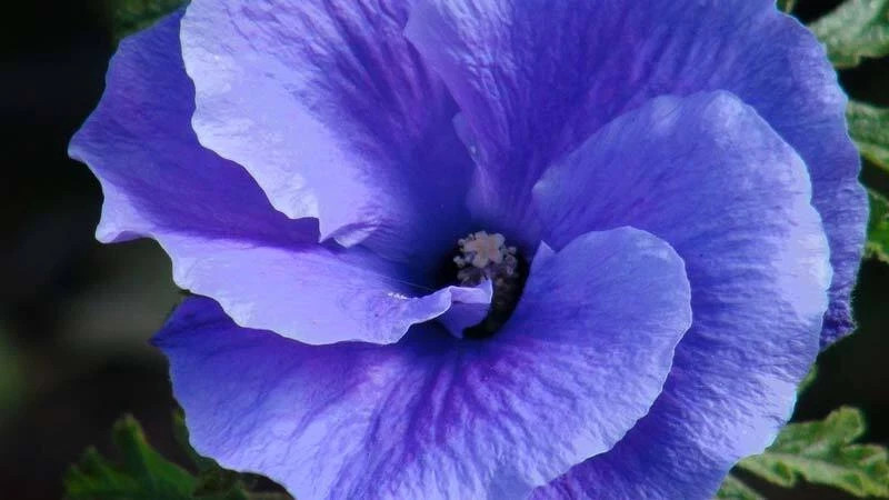 ~~Alyogyne huegelii Blue Hibiscus~~ Live Well Rooted STARTER Plant~~