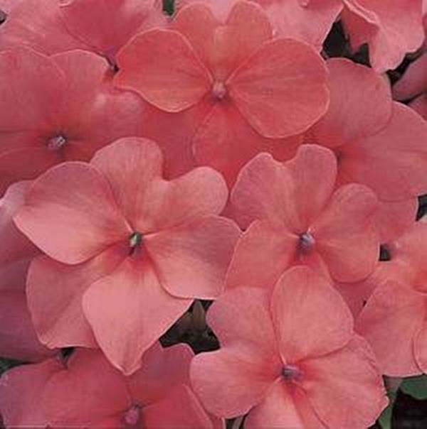 Impatiens Accent Series Salmon Annual Seeds