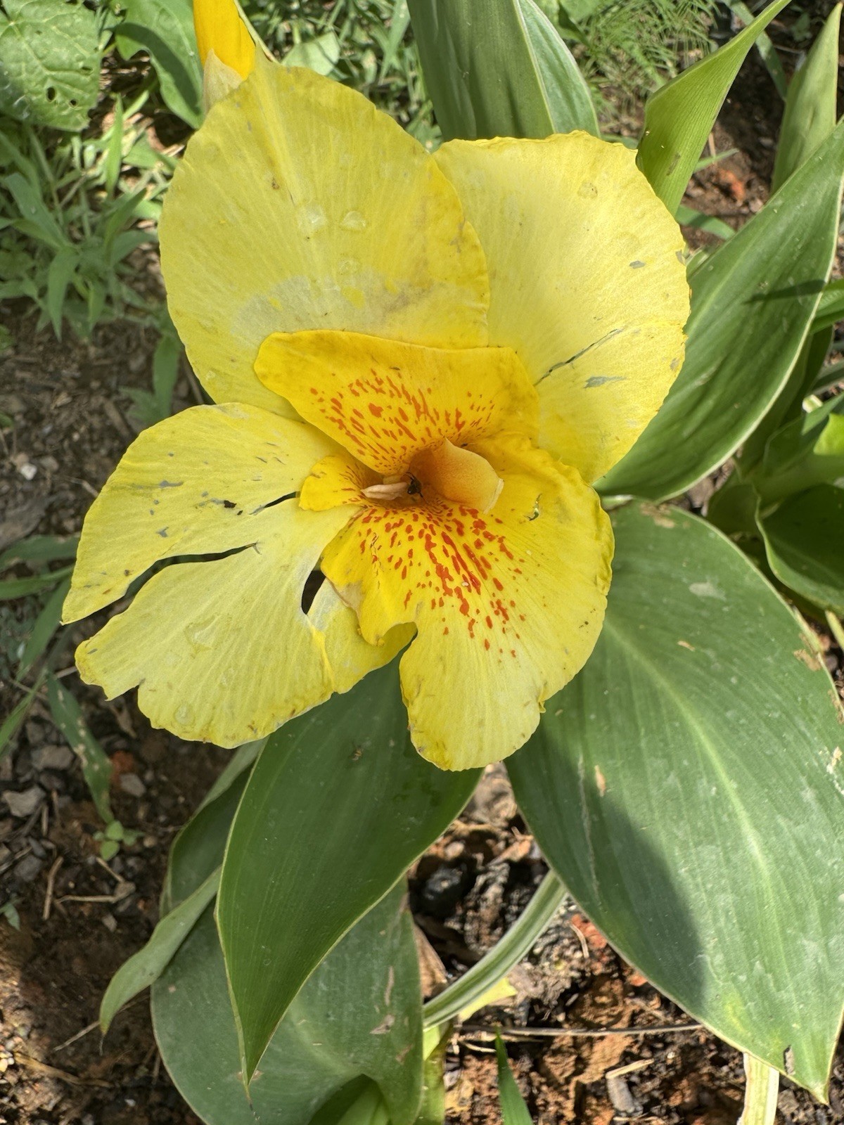 4 Bulbs Canna Lilly Bulbs Yellow Canna Orange Speckled Throat Medium Height 3ft
