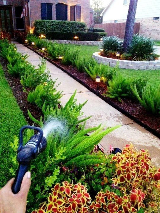 20 ASPARAGUS FOXTAIL FERN Seeds Myers Houseplant Tropical Flower Garden RARE!