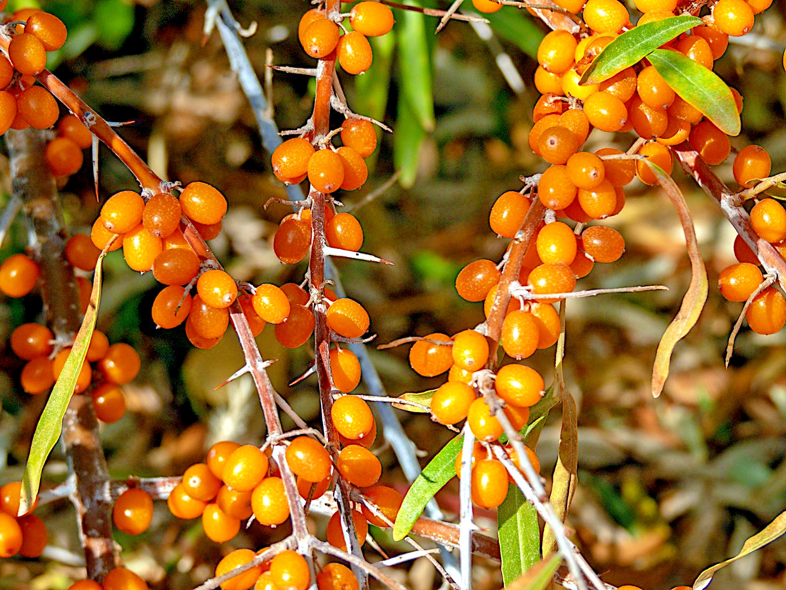Sea Buckthorn “Seaberry” Tree Seeds (Hippophae Rhamnoides) Cold Hardy Fruit