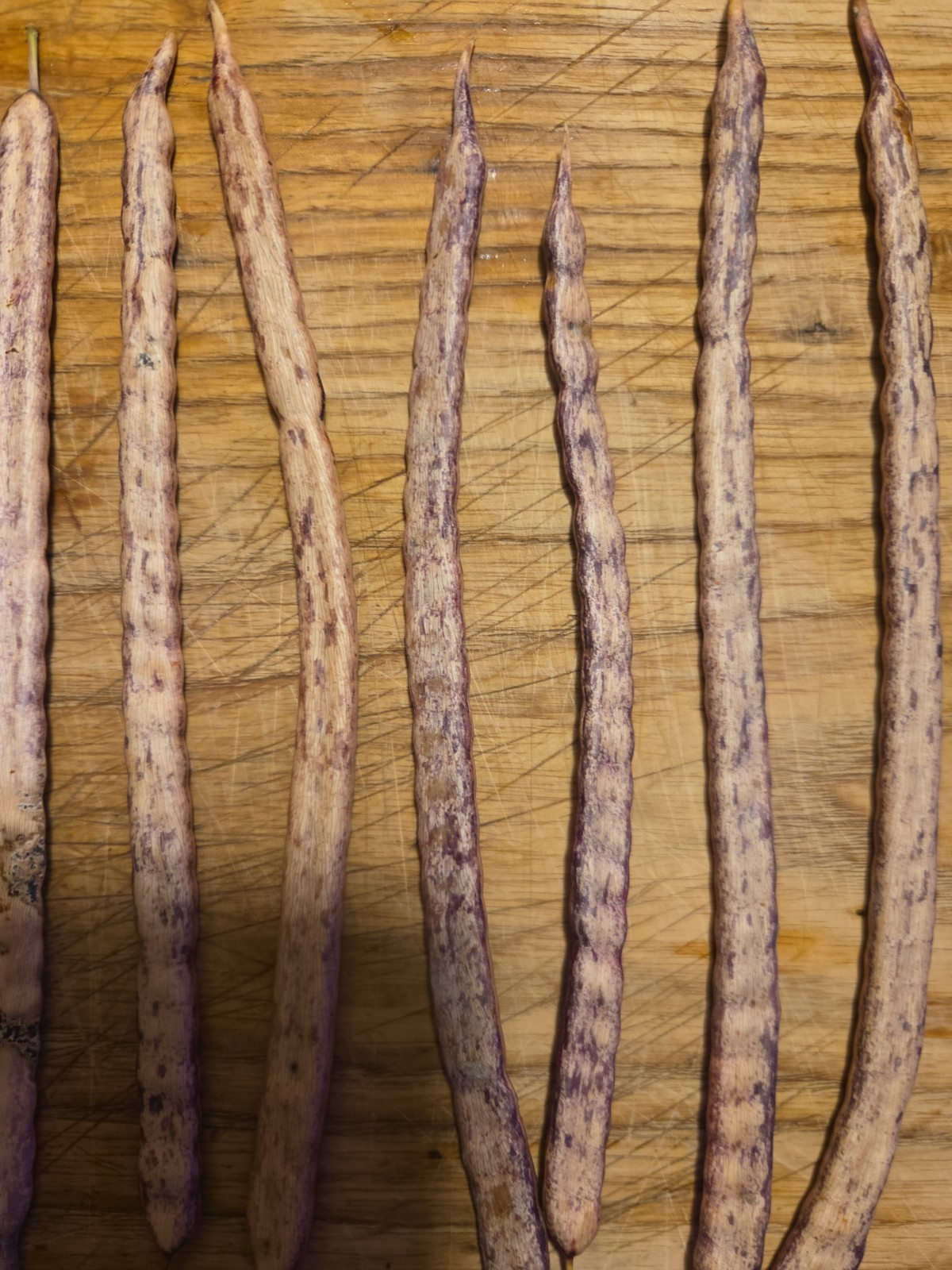 15 Honey Mesquite Pods (Prosopis Glandulosa) Drought Tolerant Legume (2026)