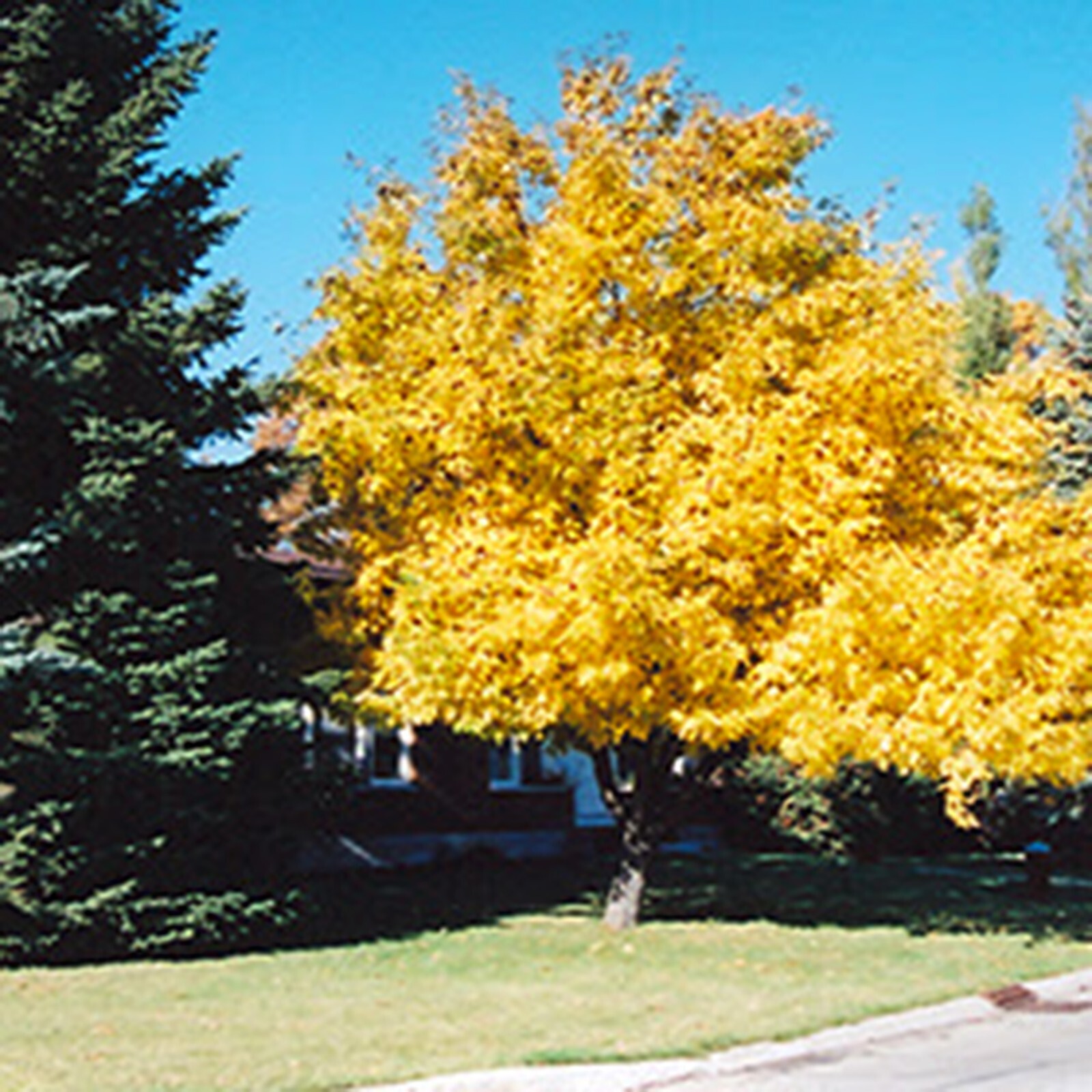 Siberian Crab Apple Tree | Premium Seeds | Malus baccata ‘Spring’ | Plants’®
