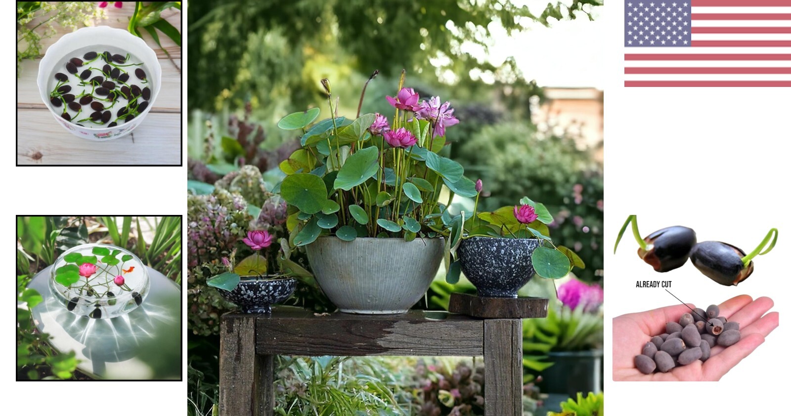 12pcs Mixed Pink, Red & Green Color Bowl Lotus Seeds for Planting Beautiful W…
