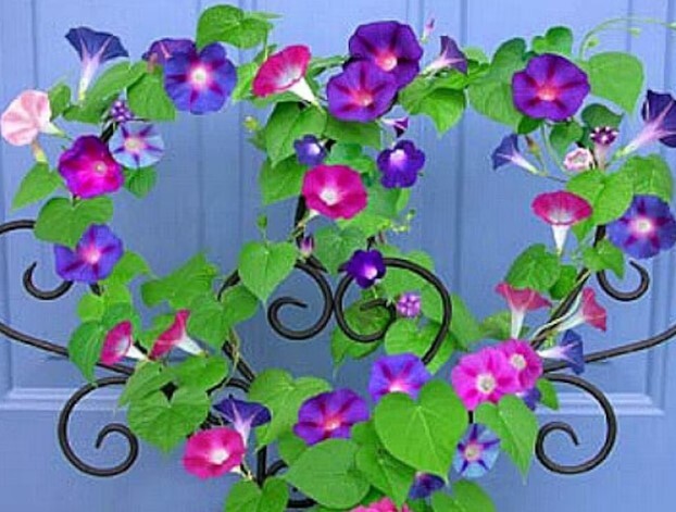 10 Morning GLORY Multi Color Flower Seeds Ascends up Trellis Fragrant Flower