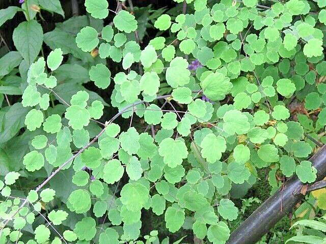 Foamy meadowrue 30 seeds, Thalictrum Isopyroides, hardy perennial yellow flowers