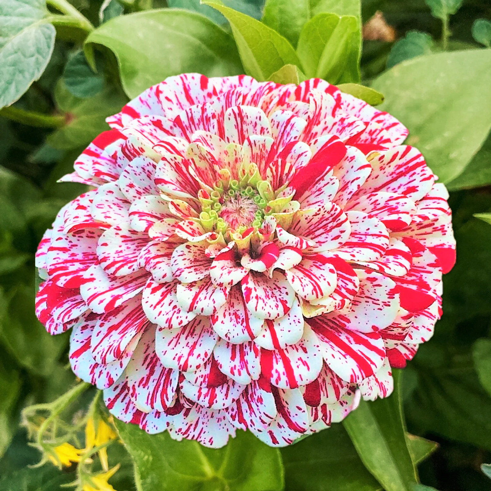 Peppermint Candy Stripe Zinnia Seeds – For 2026 Planting New Lot Giant