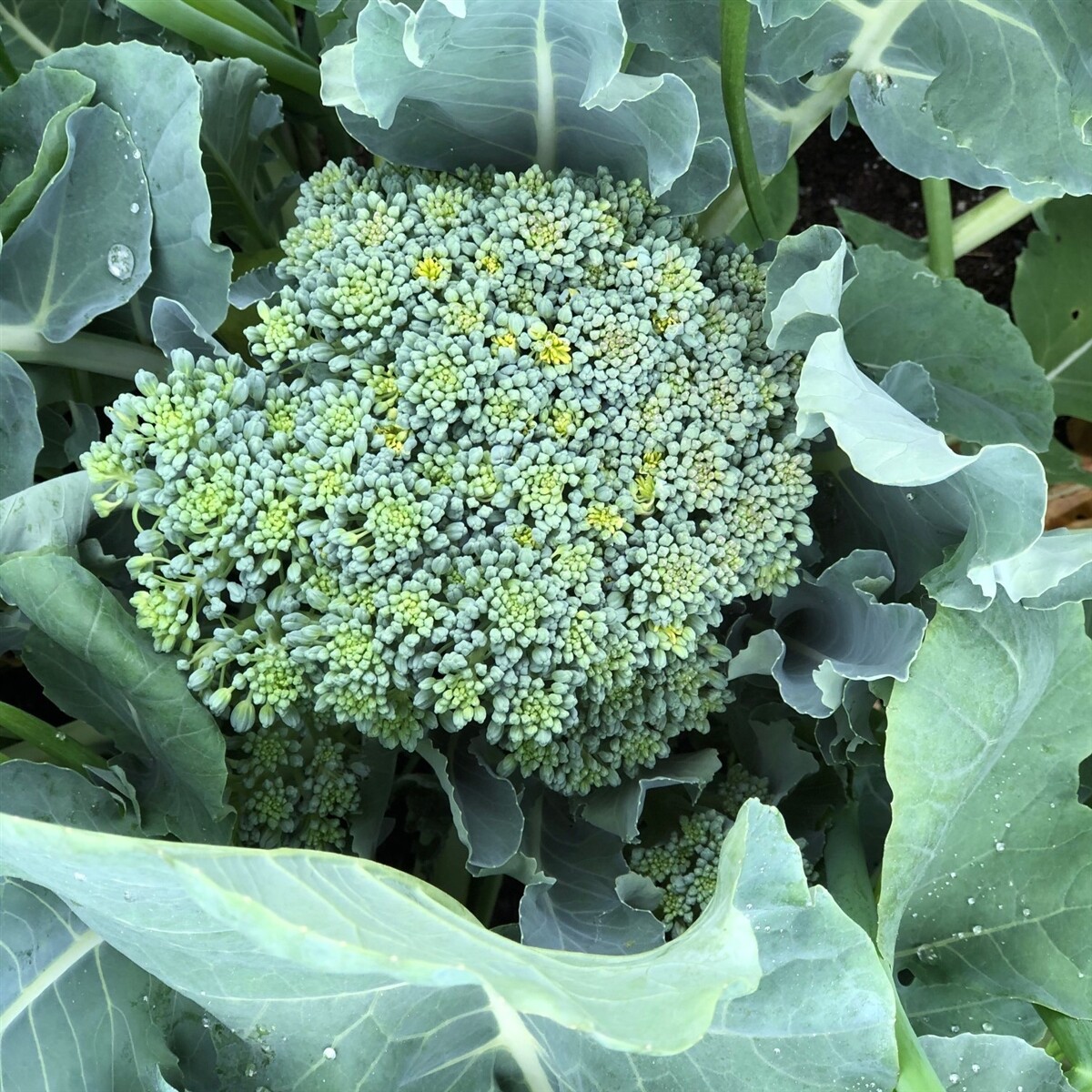 BROCCOLI Green Sprouting CALABRESE ORGANIC HEIRLOOM Pure Seed 500 Seeds