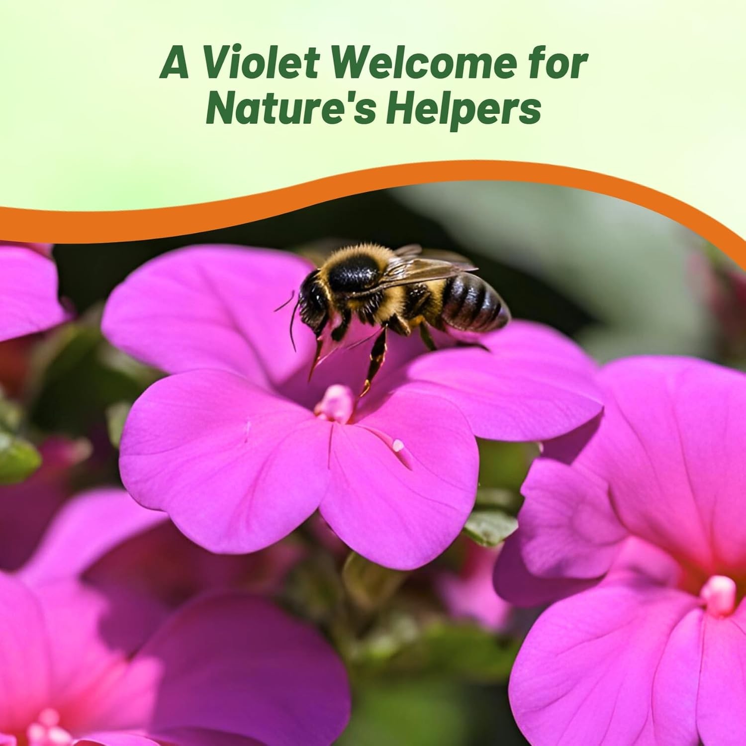 100 Seeds Impatiens Flower Seeds – Violet Impatiens